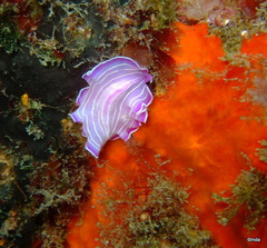 Prostheceraeus roseus