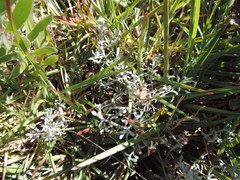 Helichrysum litorale