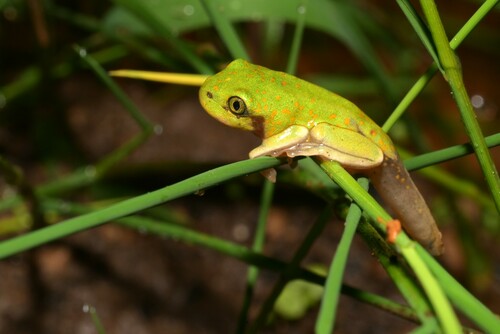 Johnston's Treefrog, Leptopelis flavomaculatus