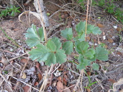 Pelargonium gibbosum