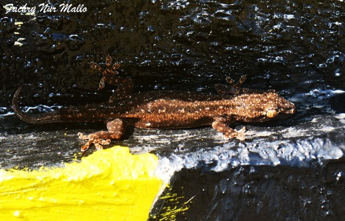 Hemidactylus frenatus