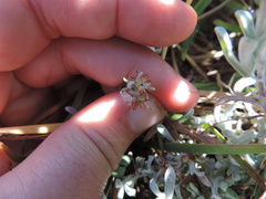 Helichrysum litorale