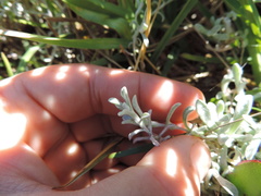 Helichrysum litorale