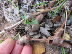 Pelargonium gibbosum