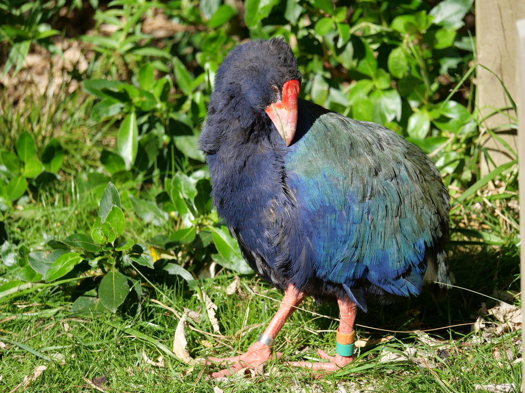 South Island Takahē in April 2024 by Chris Close · iNaturalist