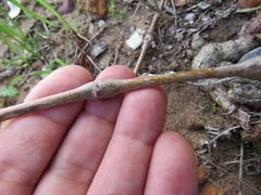 Pelargonium gibbosum