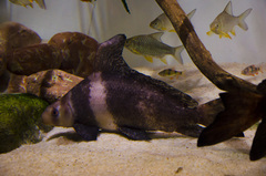 Chinese Sucker photo 4