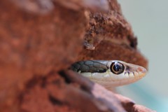 Dendrelaphis tristis