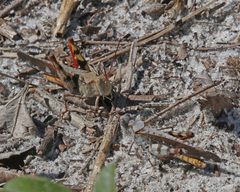 Spharagemon marmorata