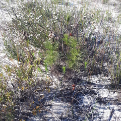 Senecio foeniculoides