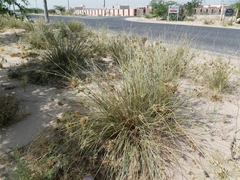 Cyperus conglomeratus