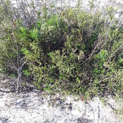 Senecio foeniculoides