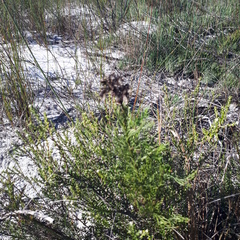 Senecio foeniculoides