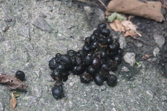 Paradoxurus musangus