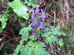 Corydalis incisa