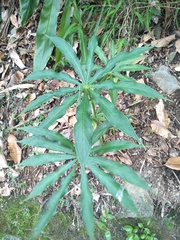 Arisaema consanguineum