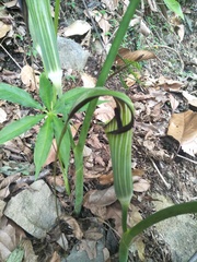 Arisaema consanguineum