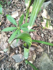 Arisaema consanguineum