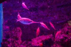 Macroramphosus scolopax