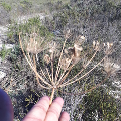 Annesorhiza macrocarpa