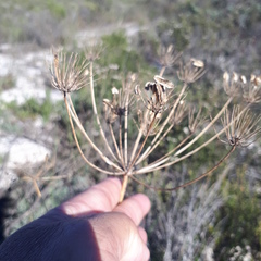Annesorhiza macrocarpa