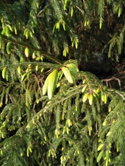 Picea morrisonicola