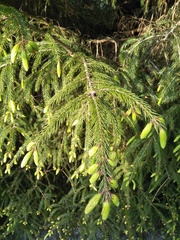 Picea morrisonicola