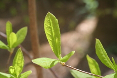 Rhododendron calendulaceum
