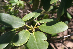Rhododendron catawbiense