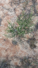 Phylica cephalantha