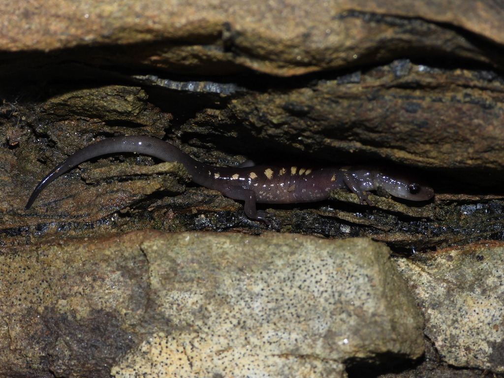 Yellow-Spotted Woodland Salamander