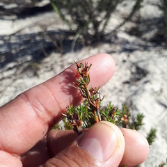 Cliffortia filifolia