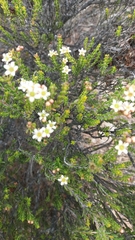 Diosma oppositifolia