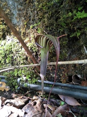 Arisaema formosanum