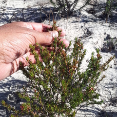 Cliffortia filifolia