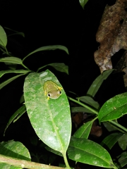 Agalychnis hulli