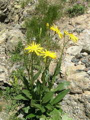 Senecio doronicum