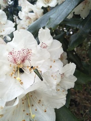 Lepturini