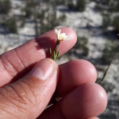 Lachnaea capitata
