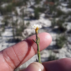 Lachnaea capitata