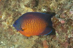 Centropyge bispinosa