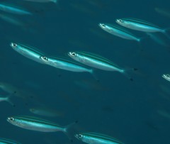 Pterocaesio trilineata