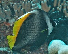 Heniochus singularius