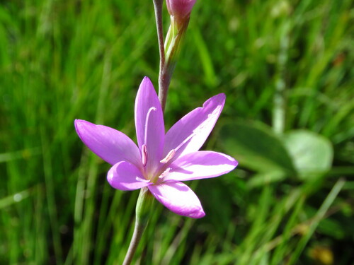 Hesperantha petitiana