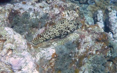 Epinephelus quoyanus