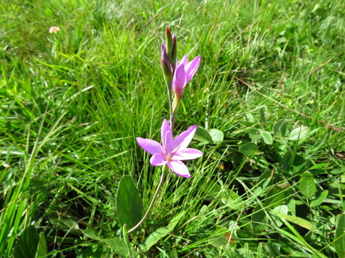 Hesperantha petitiana