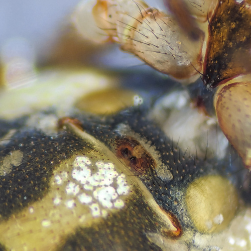 Diamond Comb-footed Spider photo 3
