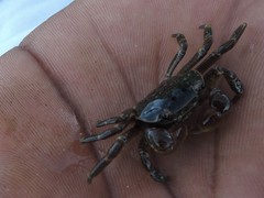 Cyclograpsus punctatus
