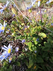 Felicia aethiopica
