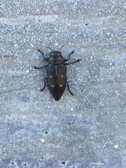 Actenodes auronotatus